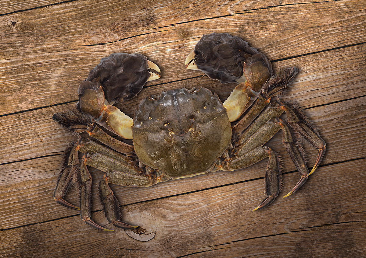 Wolhandkrab
